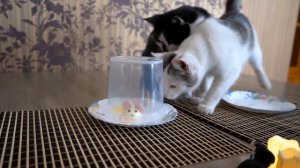 👻🐾 Страшилки на вкус: пробуем жуткие лакомства