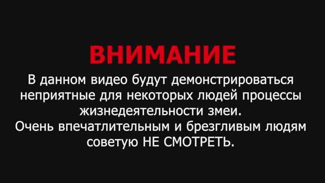 #2 Кормление и туалет маисового полоза
