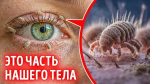 Насколько странно устроено человеческое тело