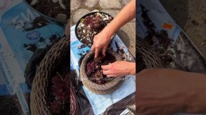 Мастер-класс "Посадка каменных роз в кашпо из ротанга"