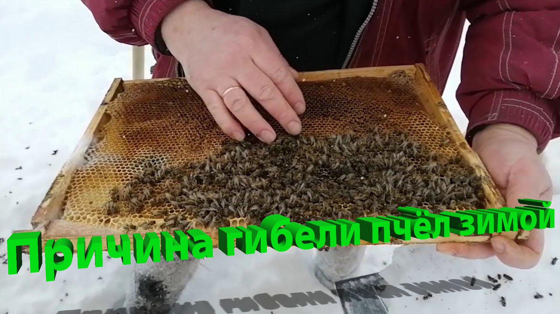 Почему гибнут пчёлы зимой и как это предотвратить. Ответ Сусанны Арестовны Пашаян смотреть онлайн