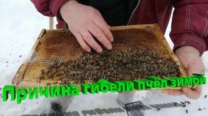 Почему гибнут пчёлы зимой и как это предотвратить. Ответ Сусанны Арестовны Пашаян