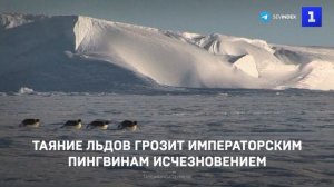 Таяние льдов грозит императорским пингвинам исчезновением
