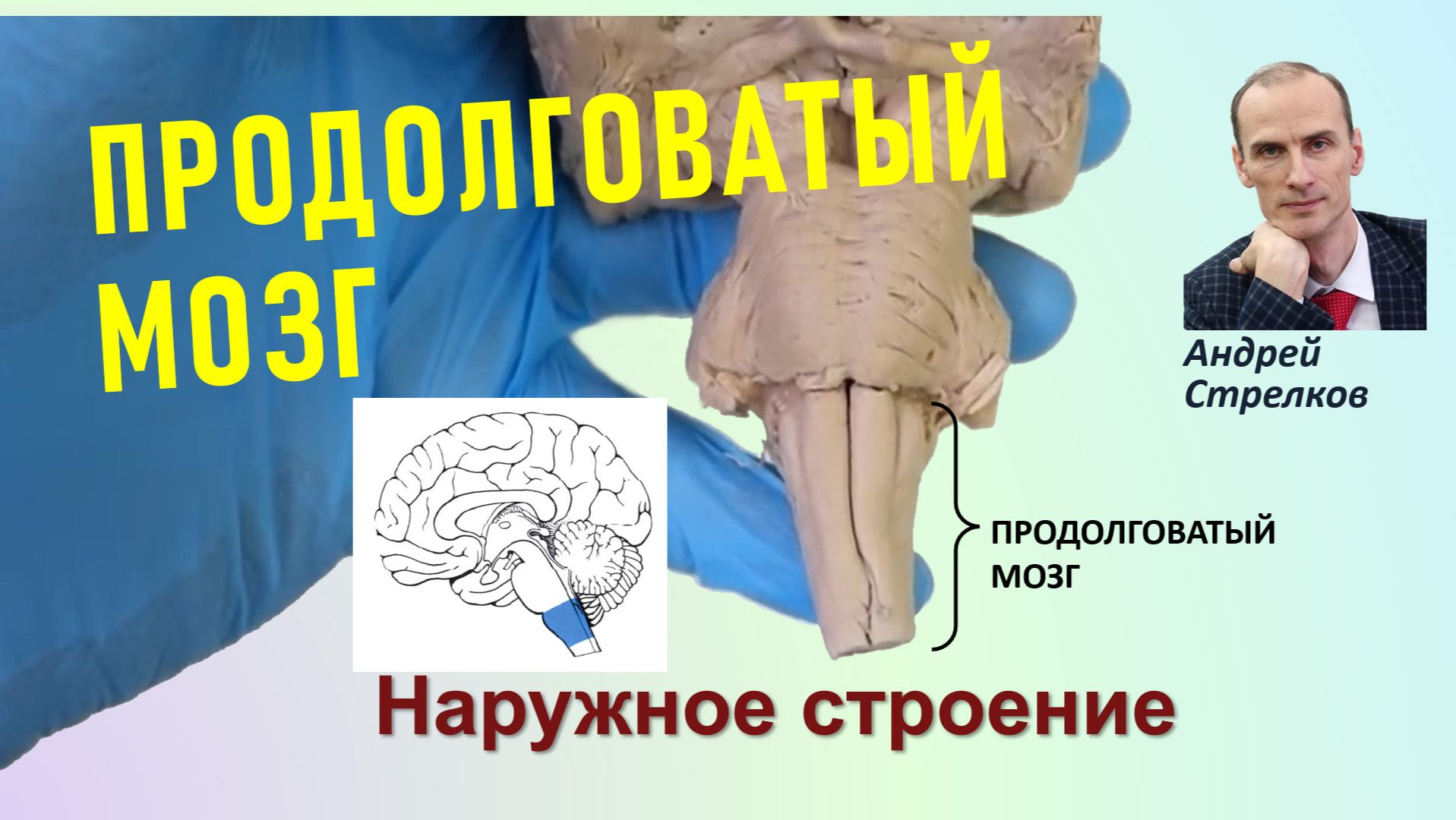 Продолговатый мозг