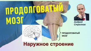 Продолговатый мозг