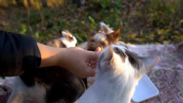 🌳😻 Пушистики на природе: исследуем лес и собираем грибы смотреть онлайн