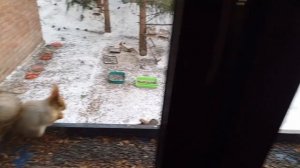 обед и ужин шумные