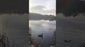 Весенняя охота. Вызаривание утки.