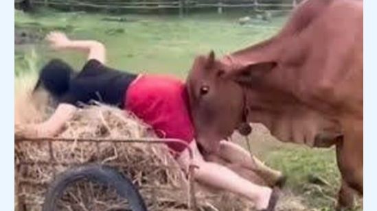 Постарайтесь не Смеяться от Смешных Видео смотреть онлайн