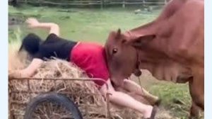 Постарайтесь не Смеяться от Смешных Видео