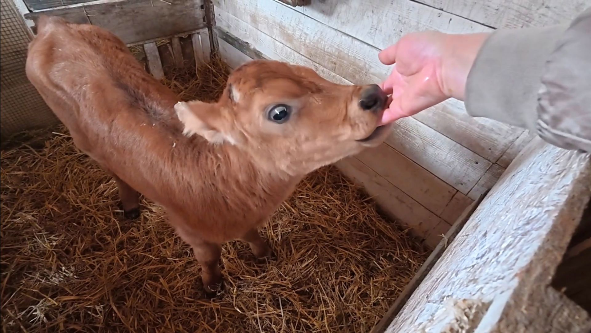 Пополнение в хозяйстве. Сами не ожидали, муж выбирал. смотреть онлайн