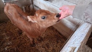 Пополнение в хозяйстве. Сами не ожидали, муж выбирал.