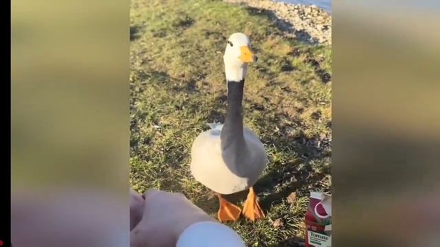 Гусь танцует гусь танцует! Е Е Ееее!