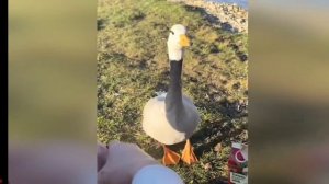 Гусь танцует гусь танцует! Е Е Ееее!