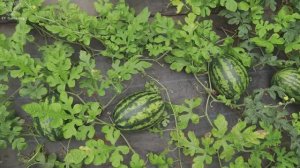 Вырастите арбуз своей мечты прямо у себя во дворе - большой и сладкий