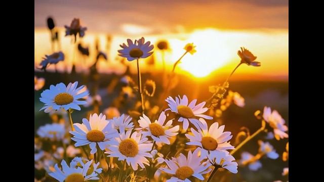 РОМАШКОВОЕ ЛЕТО (Т. Агаев) смотреть онлайн