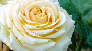 Роза Diamond Jubilee, Бриллиантовый юбилей.