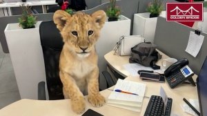 видеопоздравление_финал