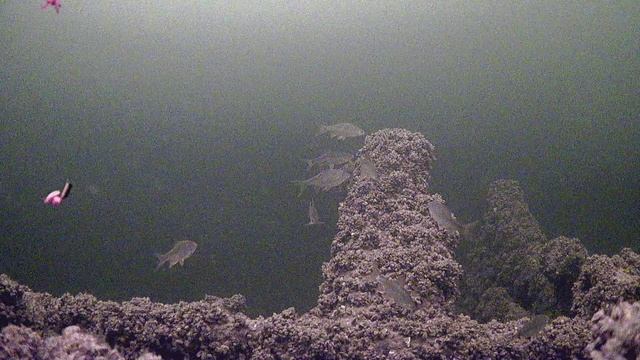 Окунь Волга 01 смотреть онлайн