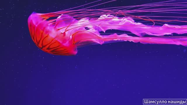 #Коран#АльБакъара#СамыеКрасивыеМеста#Relaxation##Islam#Quran#AlBaqarah'#Minshawiy #4кВидео#22часть#