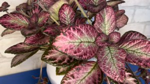 Эписции. Обзор сортов в коллекции. 25.02.2026