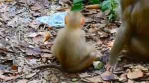 Макака приучает своего детёныша к самостоятельности и ограничениям с первых дней жизн 1000044234.mp4