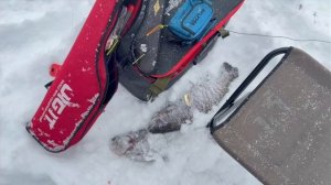 Поимки продолжаются