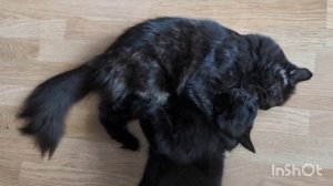 НАДО НАДО УМЫВАТЬСЯ ПО УТРАМ И КОТАМ