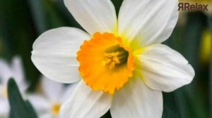 Сатсанг √120, Роберт Адамс.