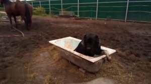 Ванна - любимое место отдыха Кавказской овчарки