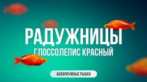 Радужницы. Глоссолепис красный