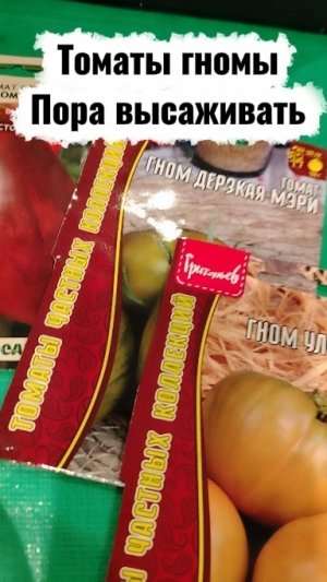 Какие томаты из серии гномы  пора высаживать на рассаду в Сибири.