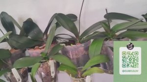 #172 ОрхоVLOG детки_ 1 полученная с одного листа, 2 Розетта обживают новый домик. Обзор полочки