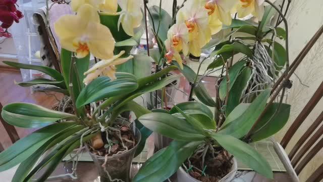 Ловлю цветоносы. Нужно распутать и расставить. Балкон с орхидеями. Деленка. смотреть онлайн