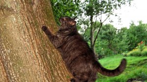 На цветущей липе...