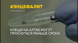 В этом году клещи в Алтайском крае проснутся раньше