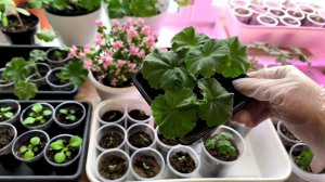 Занималась пикировкой и перевалкой🌶🍅 🌺