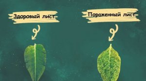 10. Чухарев Н. Конкурс видеороликов РКММИ