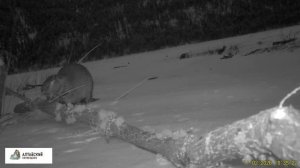 Речной бобер в Алтайском заповеднике