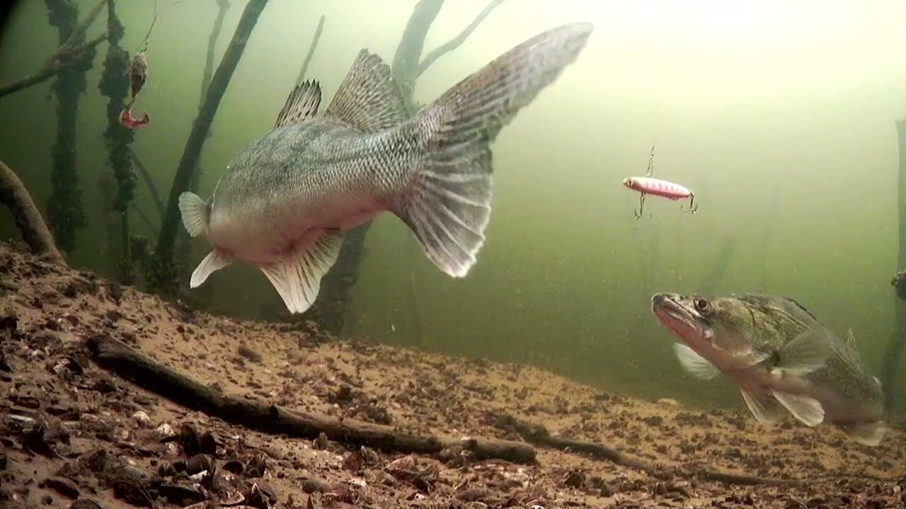 Зимняя рыбалка на судака. ОПУСТИЛ ПРИМАНКУ НА ДНО И СРАЗУ ПОКЛЕВКА! смотреть онлайн