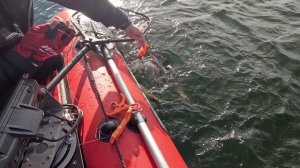 Карелия 2025 день 7 (щуки)