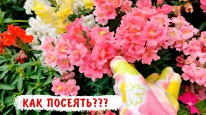 Как лучше посеять львиный зев? Посев махрового и гладиолусового львиного зева!
