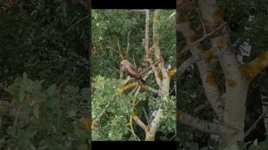 веселые птички.mp4