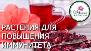 РАСТЕНИЯ В ПОМОЩЬ ИММУНИТЕТУ
