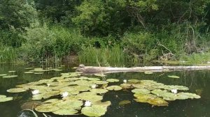 Черепашка-ниндзя