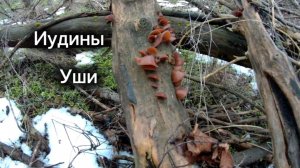 Иудины уши в феврале