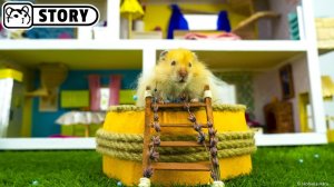 Потрясающий домик для хомяка - Homescapes 🐹 Хомяк Хомура