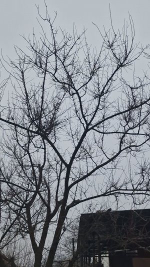 Не пили мужик абрикосы