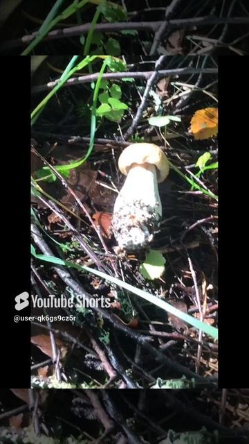 Ленобласть. Хвойное. 27.08.2024. Грибы, в лесу на границе дачи