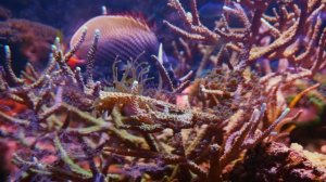 4K video - Подводный мир🌤️